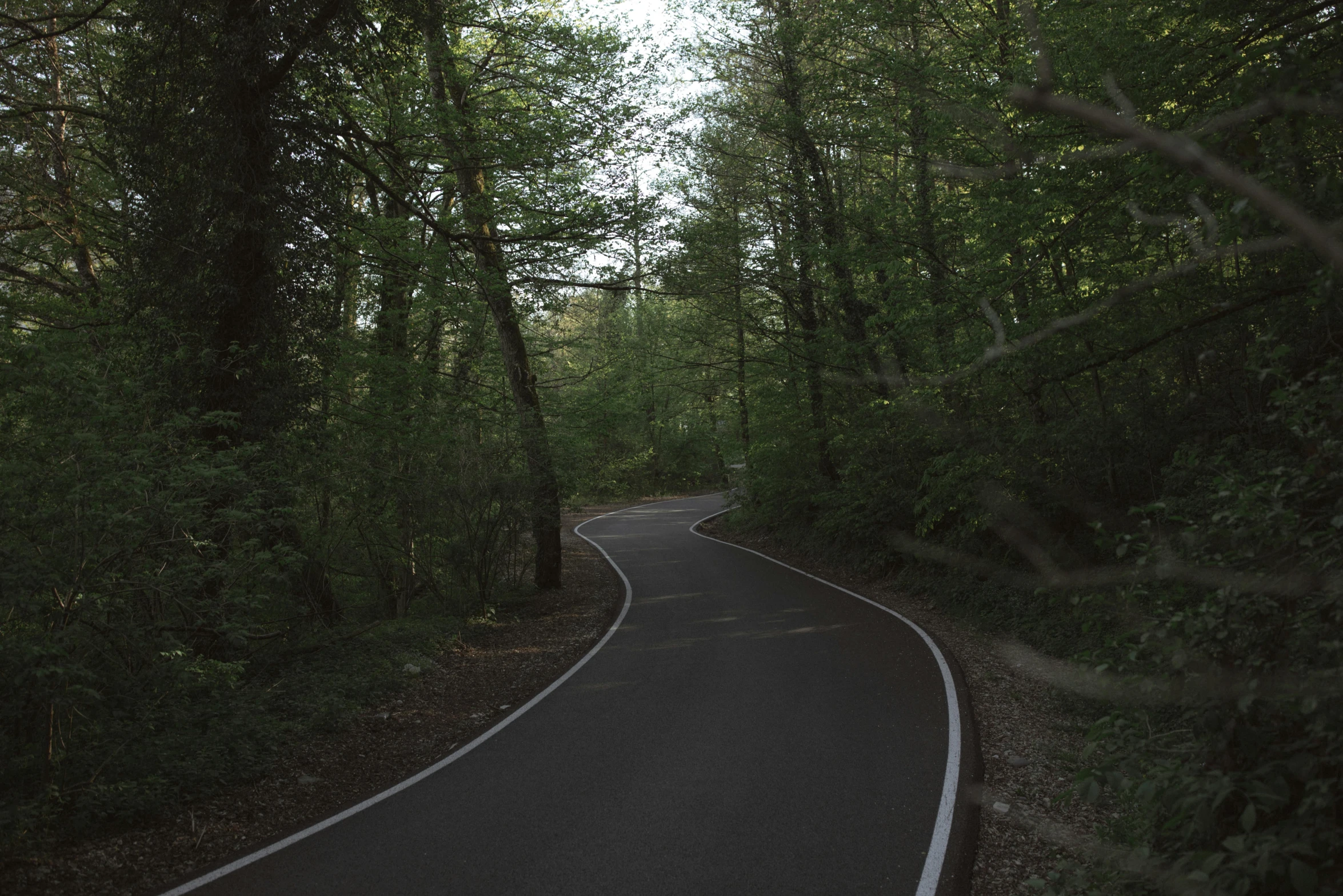 a curved road in the middle of a forest, an album cover, low-light photograph, monia merlo, medium format. soft light, cinematic shot ar 9:16 -n 6 -g