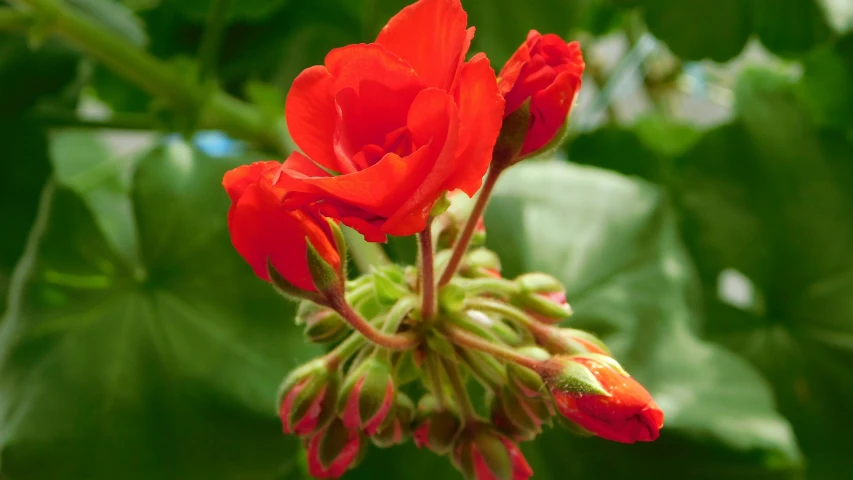 a red flower with green leaves in the background, by Jan Rustem, unsplash, fan favorite, flowering buds, red cloud light, peruvian looking