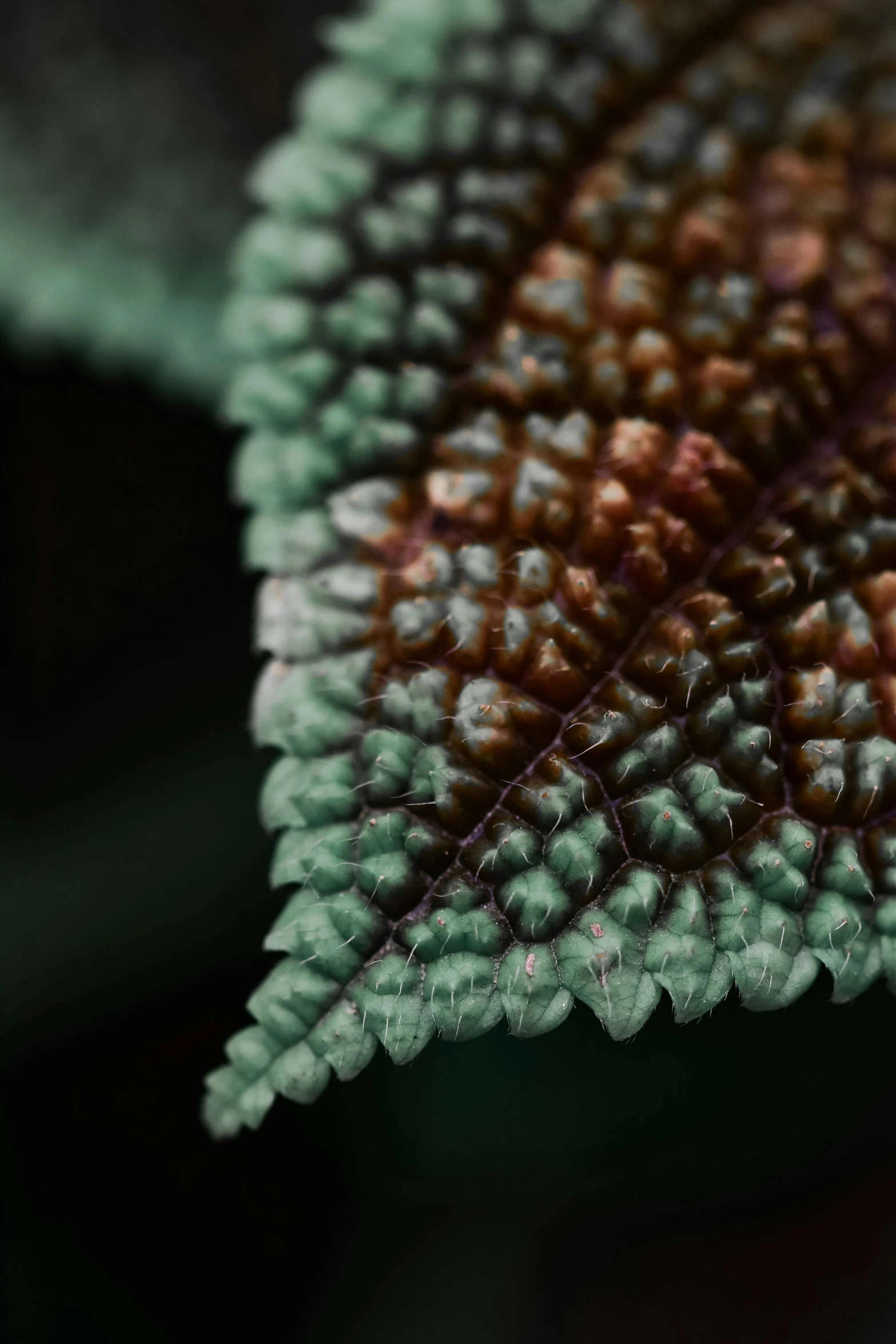 a close up of a leaf on a plant, a macro photograph, inspired by Elsa Bleda, unsplash, protophyta, muted colors. ue 5, mint, dynamic closeup