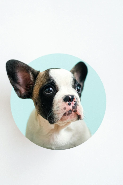 a close up of a dog looking at the camera, an album cover, trending on pexels, die - cut sticker, round format, pancake short large head, 9 0 mm studio photograph tiny