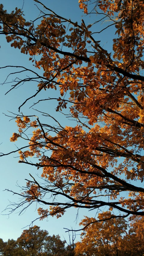 a clock tower sitting in the middle of a forest, an album cover, unsplash, hurufiyya, orange and blue, with branches reaching the sky, late autumn, ((trees))