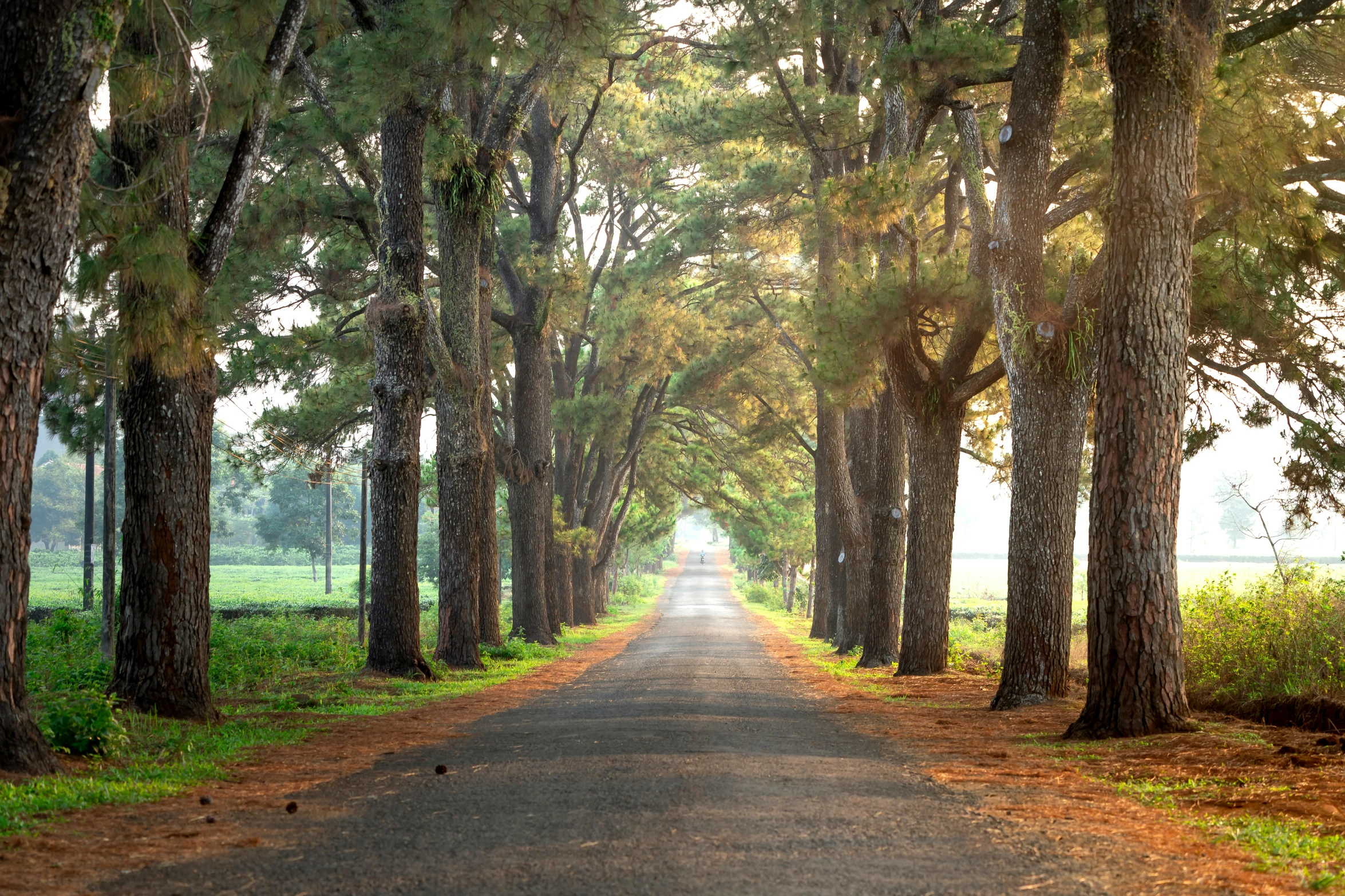 a tree lined road in the middle of a forest, laying under a tree on a farm, sydney hanson, getty images, fan favorite