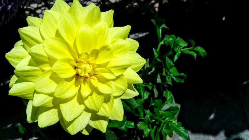 a close up of a yellow flower on a plant, dahlias, photo taken with provia, bright sunny time, bright colour