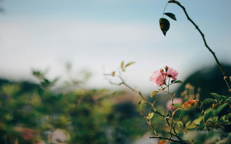 a pink flower sitting on top of a lush green field, unsplash, romanticism, leaves on branches, roses, distant photo, background image