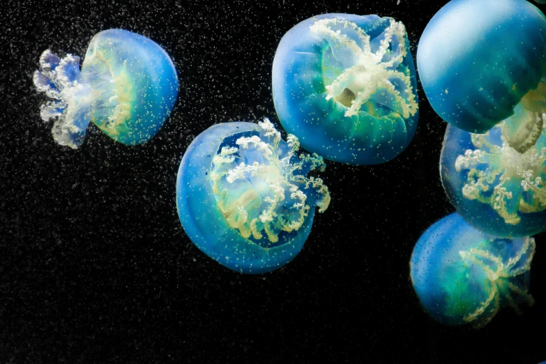 a group of jellyfishs floating in the water, a microscopic photo, by Alison Geissler, unsplash, dark blue spheres fly around, corn floating in ocean, thumbnail, nasa photo
