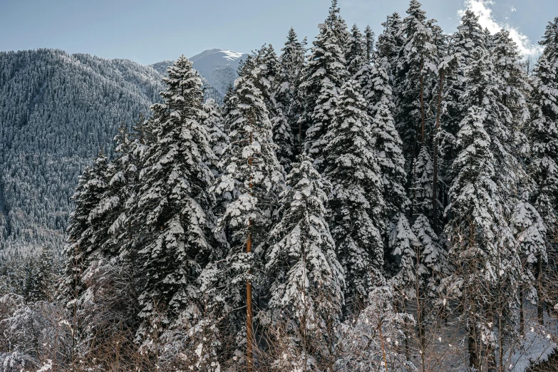 a group of trees that are standing in the snow, pexels contest winner, lush forest in valley below, thumbnail, detailed high resolution, alpes