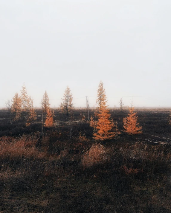 a couple of trees that are in the grass, by Attila Meszlenyi, unsplash contest winner, land art, norilsk, pale orange colors, ((trees)), 🌲🌌