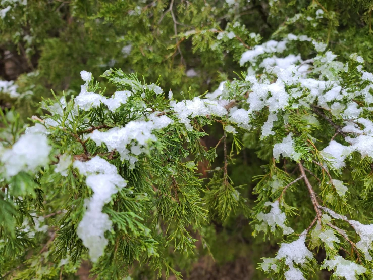 a branch of a tree covered in snow, by Tom Carapic, precisionism, cypress trees, green pupills, hailstorm, avatar image