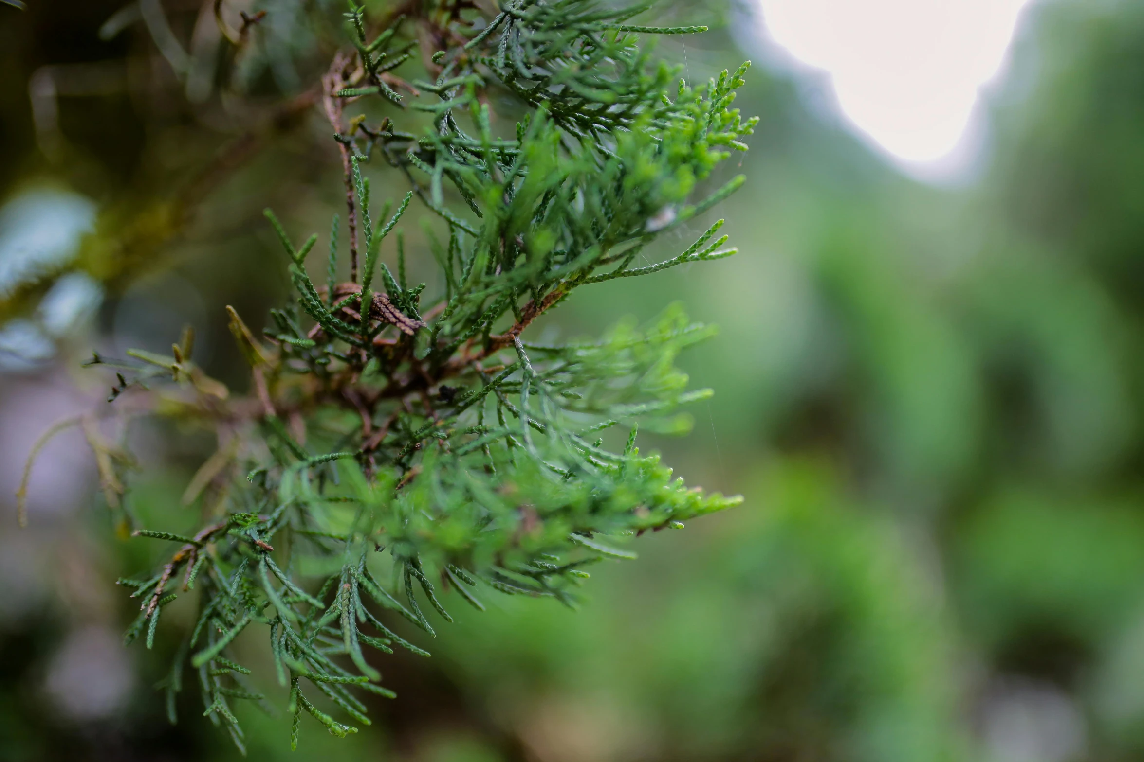 a close up of a branch of a tree, a portrait, unsplash, hurufiyya, cedar, with soft bushes, no cropping, next to a plant