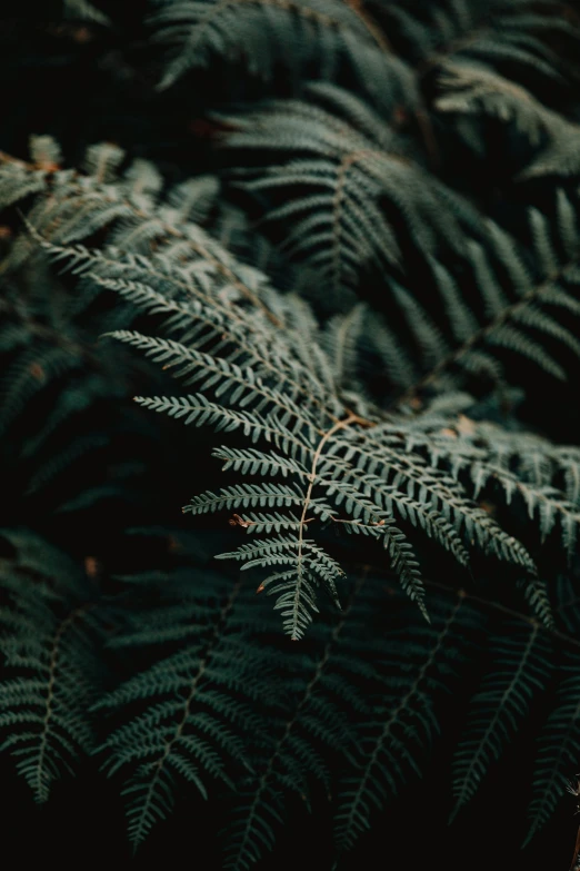 a close up of a fern plant in a forest, inspired by Elsa Bleda, unsplash contest winner, australian tonalism, black and teal paper, sustainable materials, a high angle shot, multiple stories