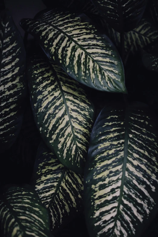 a close up of a green and white plant, dark hues, yellowed, patterned, shot with sony alpha 1 camera