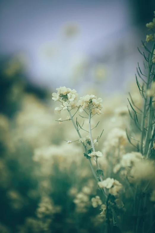 a field of white flowers with a purple sky in the background, a picture, inspired by Elsa Bleda, romanticism, yellow flowers, grey, close - up photograph, yellowed