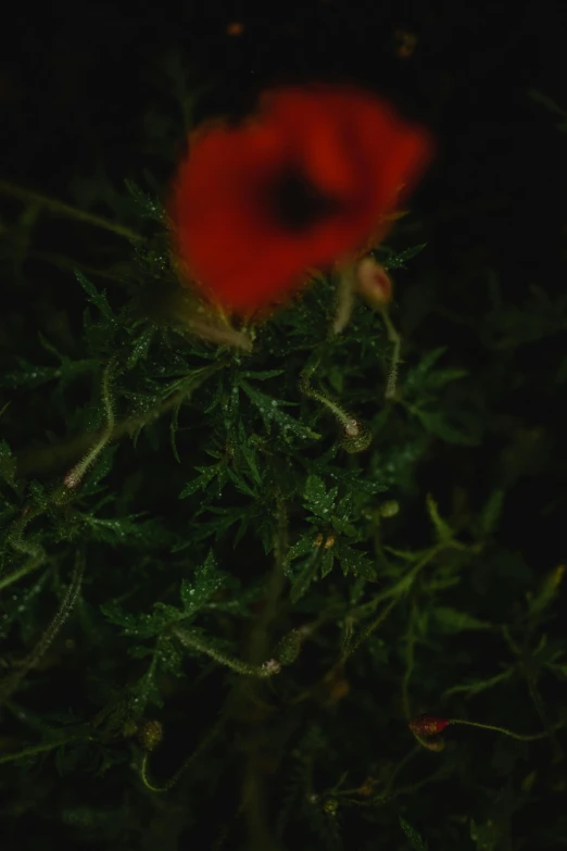 a red flower sitting on top of a green plant, an album cover, by Attila Meszlenyi, hurufiyya, night time footage, taken on a ww 1 camera, medium-shot, poppy