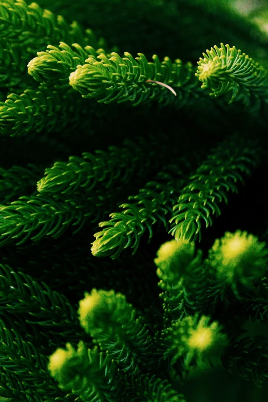a close up of a bunch of green plants, spruce trees, green pupills, beautifully soft lit, warmly lit