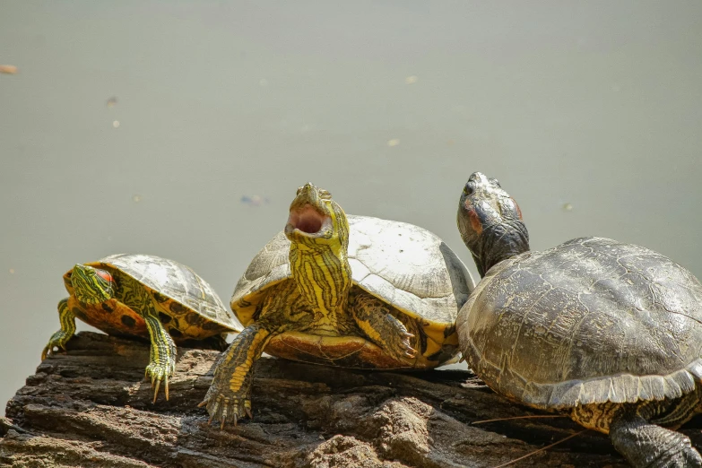 a group of turtles sitting on top of a log, pexels contest winner, hurufiyya, three animals, very excited, laos, he is a long boi ”