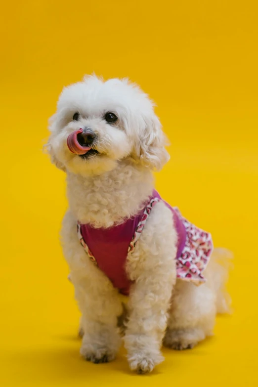 a small white dog sitting on a yellow surface, dressed in a pink dress, shot with sony alpha, patterned, image