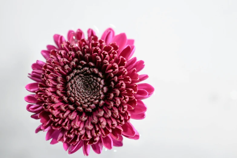 a close up of a pink flower against a white background, pexels, ready to eat, magenta, on display, miniature product photo