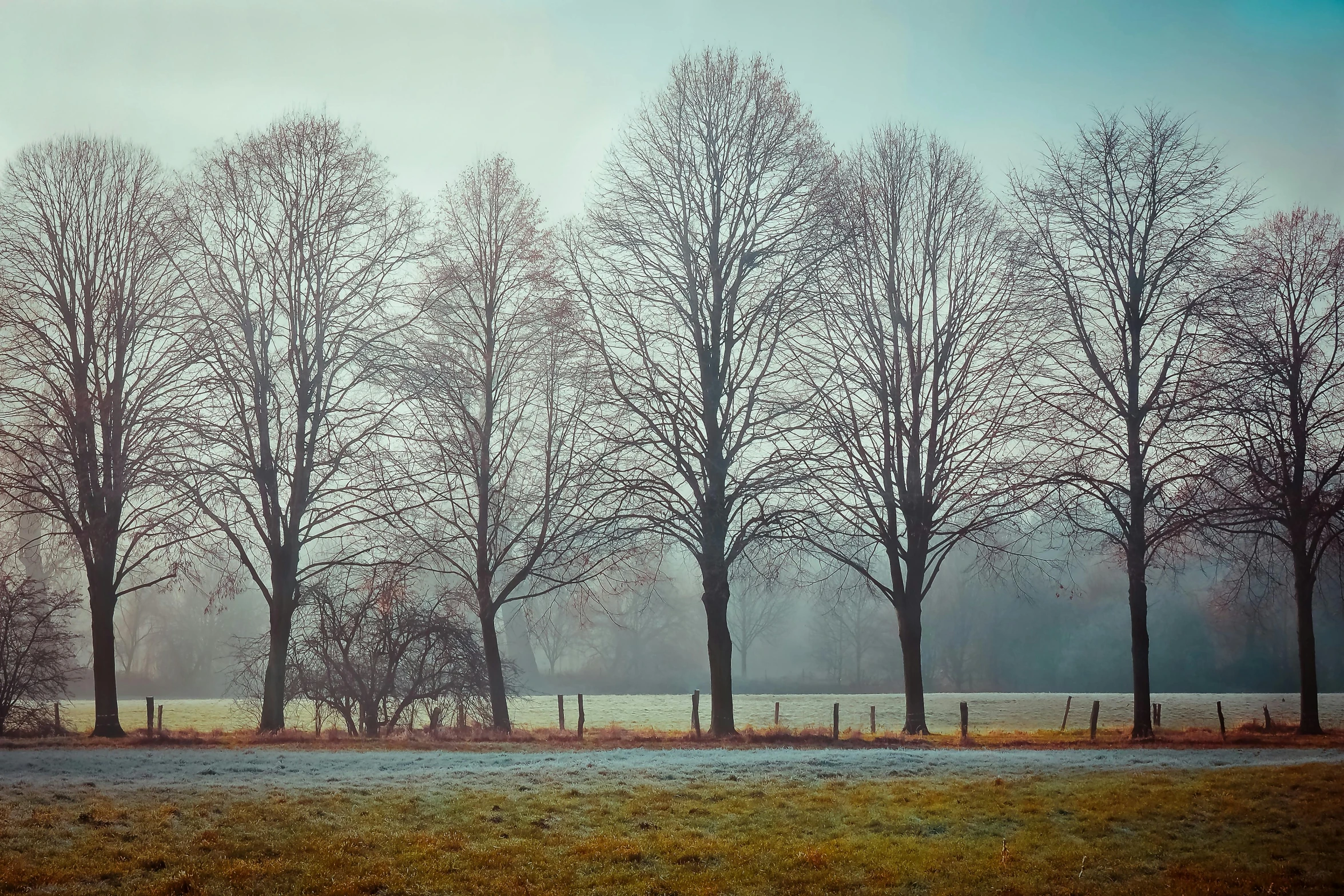 a group of trees that are standing in the grass, inspired by Pierre Pellegrini, pexels contest winner, tonalism, light blue mist, (3 are winter, medium format. soft light, cottagecore