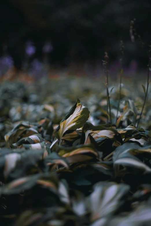 a purple flower sitting on top of a lush green field, an album cover, by Attila Meszlenyi, unsplash, color field, made of leaves, camouflage, photo taken at night, cinematic photo 4k