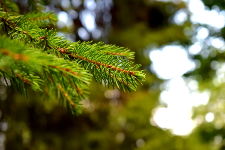 a close up of a pine tree branch, pexels, thumbnail, 8k 50mm iso 10, bright nordic forest, evenly lit