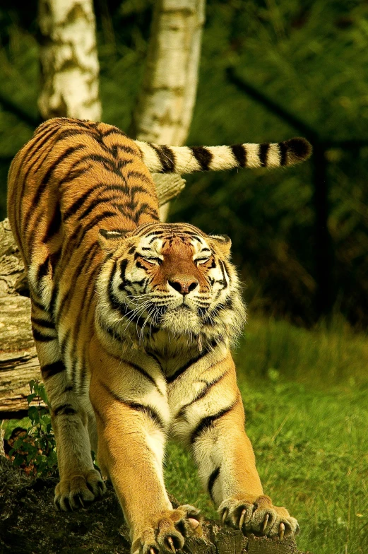 a tiger walking across a lush green field, doing an elegant pose over you, instagram post, medium-shot, picture