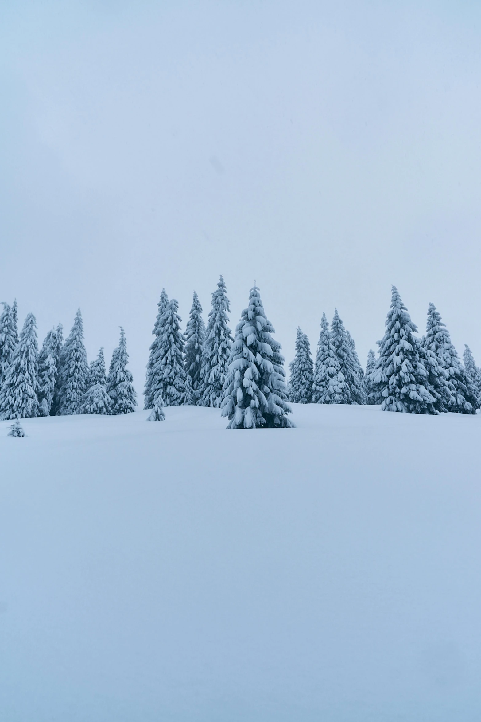 a group of trees that are standing in the snow, by Matthias Weischer, extreme panoramic, fir trees, grey, hillside