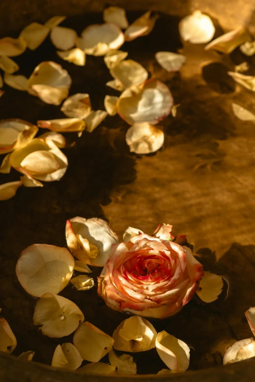 a rose is floating in a bowl of water, an album cover, inspired by Rachel Ruysch, trending on unsplash, romanticism, gold leaves, brown, sun dappled, detail shot