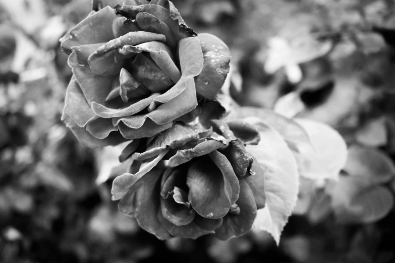 a black and white photo of two roses, battered, jen yoon, rose garden, detailed expression