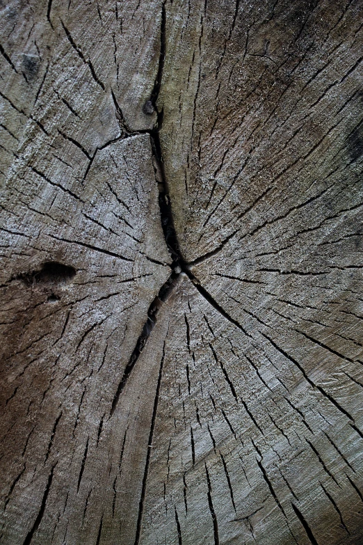 a close up of a piece of wood, unsplash, paul barson, complex details, high angle close up shot, ((trees))