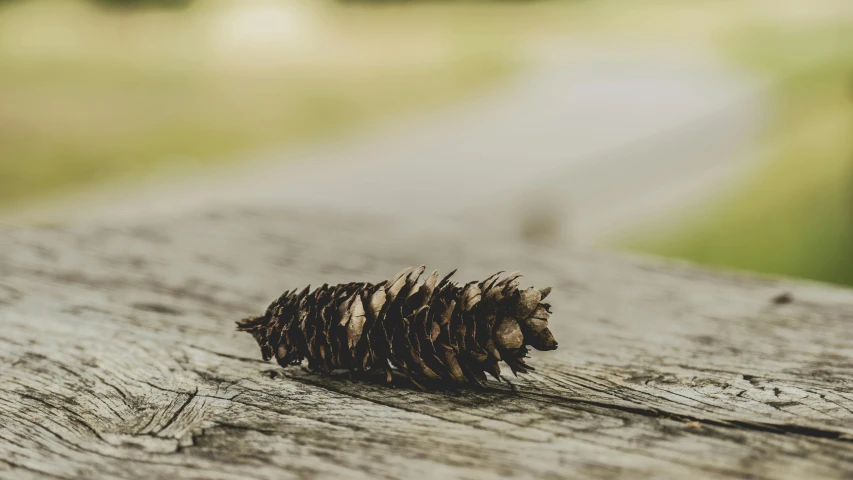 a pine cone sitting on top of a wooden table, unsplash, land art, profile image, various posed, lying down, outdoor photo