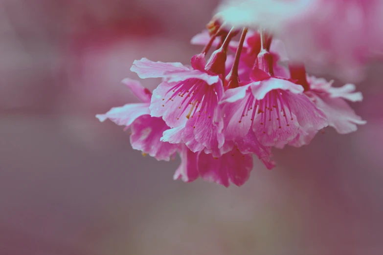 a close up of a pink flower on a tree, inspired by Elsa Bleda, unsplash, paul barson, sakura kinomoto, ilustration, crimson