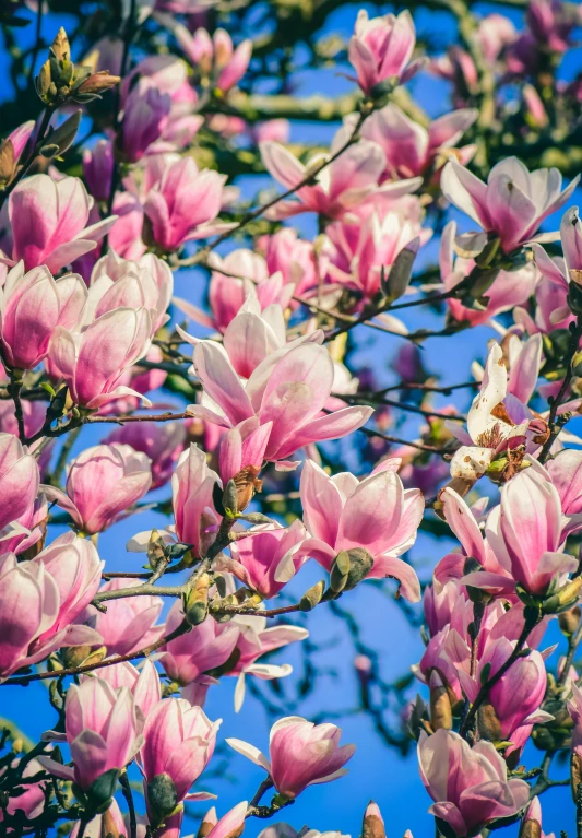 a tree with pink flowers against a blue sky, an album cover, by Sven Erixson, trending on unsplash, baroque, magnolia stems, paul barson, close - up photograph, glorious sunlight