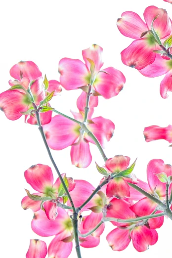 pink dogwood flowers against a white background, a digital rendering, trending on unsplash, visual art, portrait photo, half image