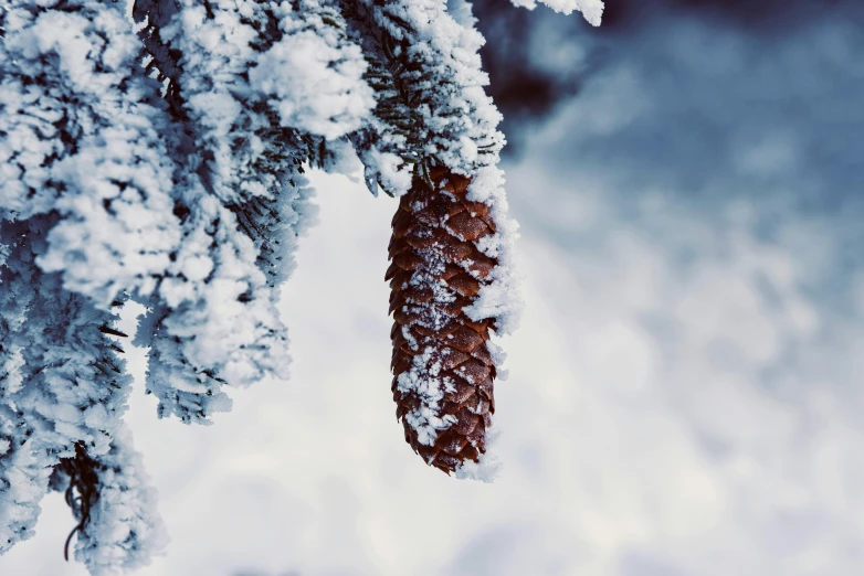 a close up of a pine tree covered in snow, by Carey Morris, trending on pexels, hurufiyya, cone shaped, thumbnail, whistler, avatar image