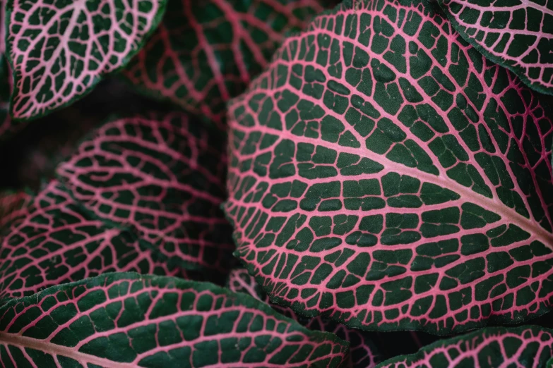 a close up of a pink and green plant