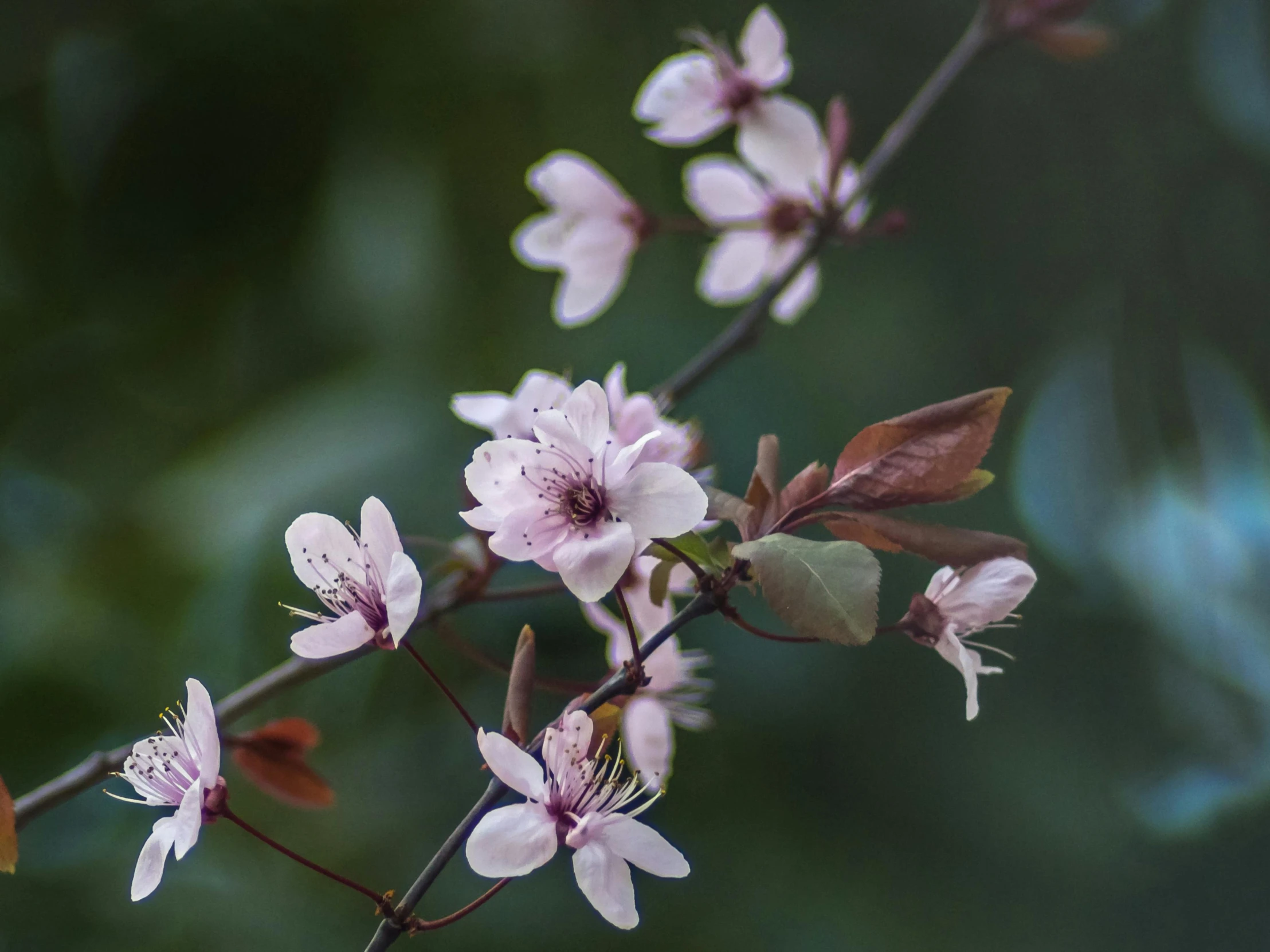 a close up of a bunch of flowers on a tree, inspired by Maruyama Ōkyo, unsplash, arabesque, paul barson, soft mist, brown and pink color scheme, mystical kew gardens