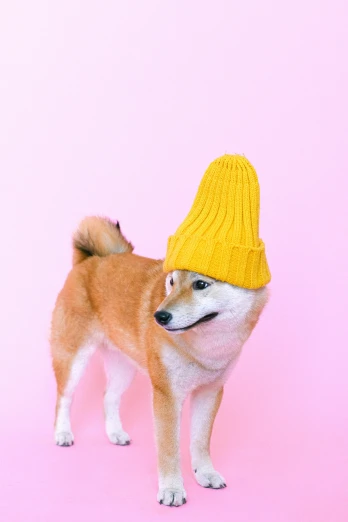 a dog wearing a yellow hat on a pink background, a pastel, trending on pexels, shibu inu, made of wool, pepper, gif