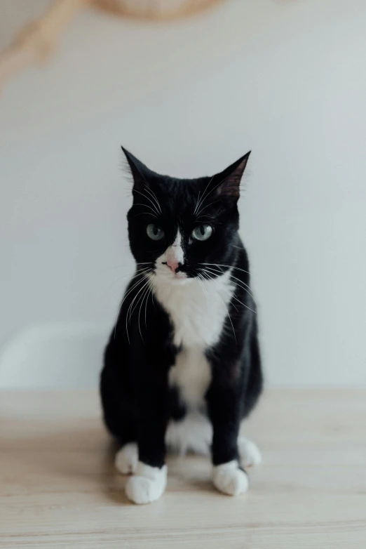 a black and white cat sitting on a wooden floor, a picture, by Will Ellis, unsplash, minimalism, on a white table, is looking at the camera, with a white nose, catastrophic