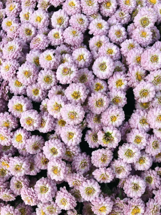 a bunch of purple flowers with yellow centers, light pink, poofy, excellent quality, muira