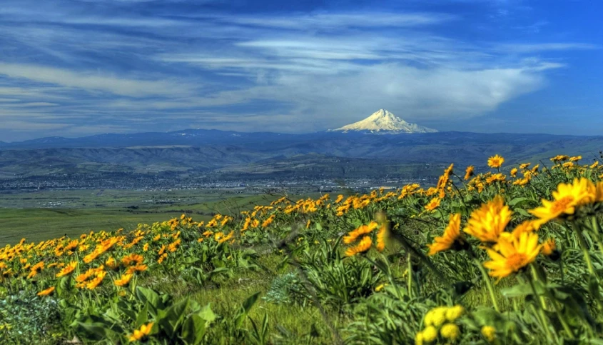 a field of yellow flowers with a mountain in the background, by Meredith Dillman, shutterstock contest winner, portland oregon, surrounding the city, 120 degree view, instagram post