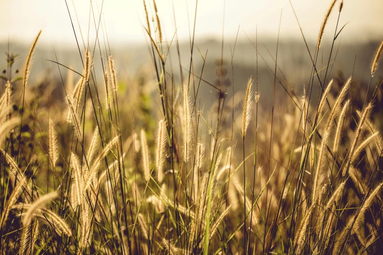 a field of tall grass on a sunny day, trending on pexels, warm golden backlit, instagram post, brown, gold