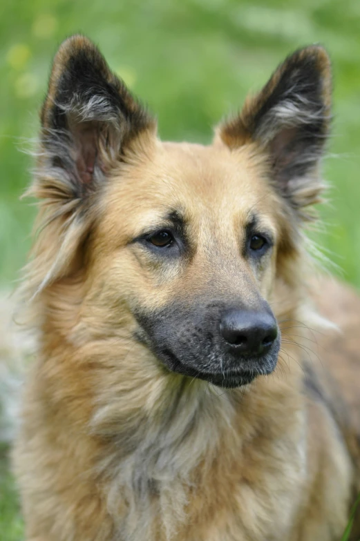 a large brown dog laying on top of a lush green field, by Jan Tengnagel, closeup headshot, scruffy looking, with pointy ears, slightly smiling