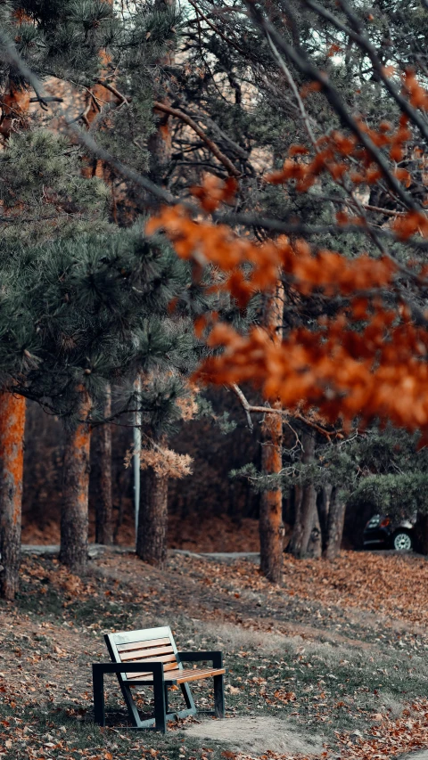 a wooden bench sitting in the middle of a park, a picture, inspired by Elsa Bleda, unsplash contest winner, dark grey and orange colours, girl walking in forest, cinematic composition 8 k, 🌲🌌