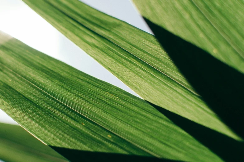 a close up of a leaf of a plant, trending on pexels, coconut palms, flax, overlapping layers, malika favre