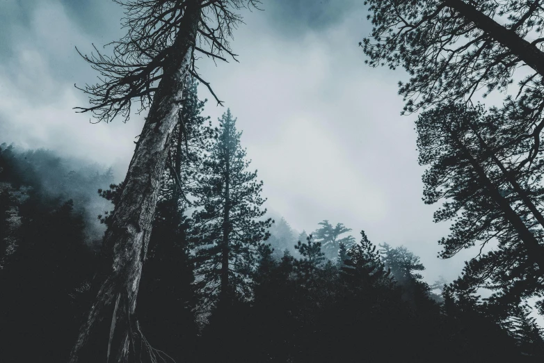 a black and white photo of a forest, a black and white photo, unsplash contest winner, romanticism, 🌲🌌, creepy skies, moody colors, terrified