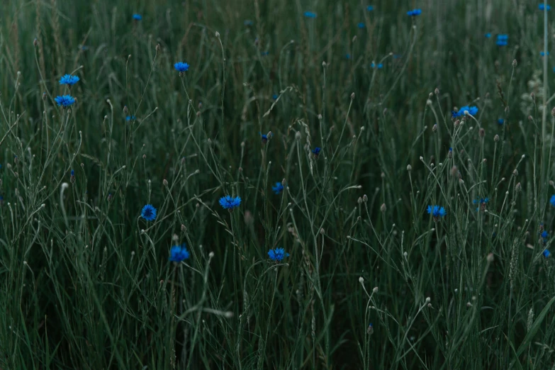 a field of tall grass with blue flowers, by Attila Meszlenyi, unsplash contest winner, renaissance, dark blue skin, plain background, mediumslateblue flowers, (night)