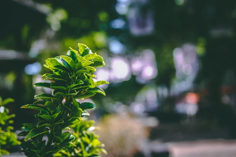 a close up of a plant in a pot, a picture, unsplash, happening, trees and bushes, neighborhood, green square, slight bokeh