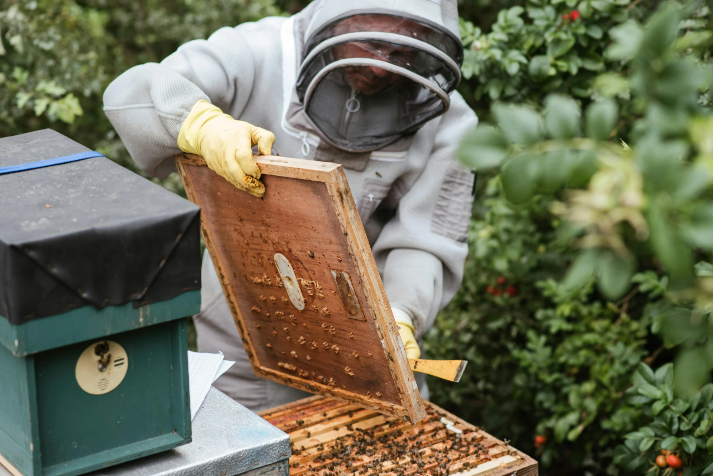 a man in a bee suit holding a beehive, by Julia Pishtar, pexels contest winner, happening, on a wooden tray, filling the frame, manuka, grey