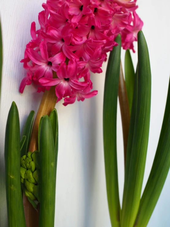 a pink flower sitting on top of a green plant, hyacinth blooms surround her, up close image, tall