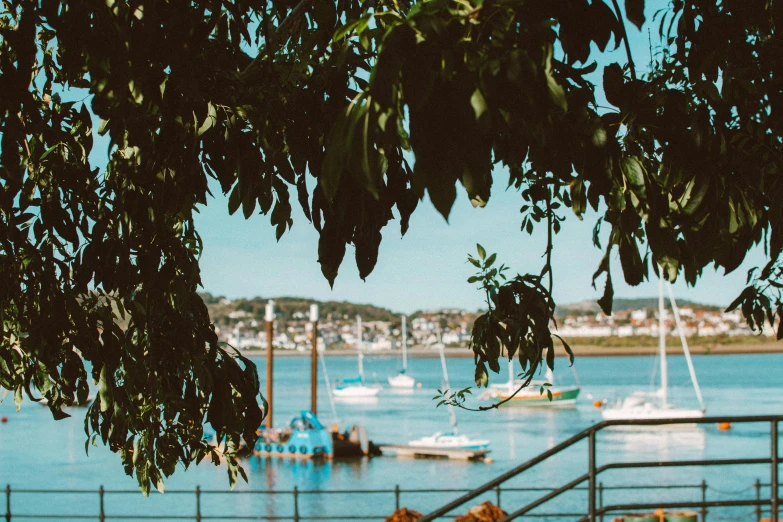 a dog sitting on a bench in front of a body of water, sailboats in the water, vines hanging over the water, manly, photo of green river